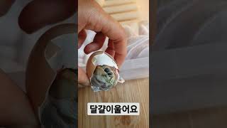 밤새도록 울고있는 병아리 파각 돕기 #인공파각