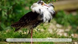 エリマキシギの３タイプ（遺伝子から解き明かす性の不思議な世界）