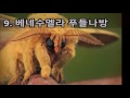 랭킹박스 지구상에 기이한 생물 top10