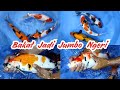 KHUSUS HARI INI, REVIEW PAKET IKAN KOI SIZE 30 UP BAKAT JADI JUMBO NGERI