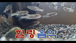 힐링음악, 물고기와 힐링음악,마음이 편안해지는 음악