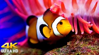 Coral Reefs And Fish - Beautiful Scenery Undersea With Relaxing Music For Stress Relief - 4K UltraHD