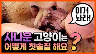 사나운 고양이는 어떻게 칫솔질 하나요? 고양이가 사나워서 양치를 못시키겠어요!!