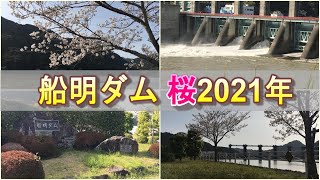 船明ダムの桜（ソメイヨシノ）2021年撮影、浜松市vlog（2/2）