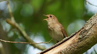 Download Lagu The song of the Common Nightingale Bird Sounds to ... MP3 Gratis