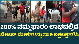 Beetal Goat Farming in Karnataka I 200% ನಮ್ಮ ಫಾರಂ ಲಾಭದಲ್ಲಿದೆ  ಬೀಟಲ್ ಮೇಕೆಗಳನ್ನು ಸಾಕಿ ಲಕ್ಷಲಕ್ಷಗಳಿಸಿ