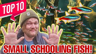 Top 10 Small Size Schooling Fish! The Best Peaceful Aquarium Community Fish That School.