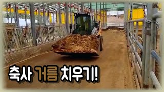 스키드 로더로 100마리 소똥 치우기