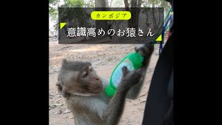 カンボジアで出会った意識高めのお猿さん。#shorts