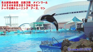 名古屋港水族館　北館３階　メインプール　２０２４年８月３日１３時３０分～　シャチ公開トレーニング　アース🐋、リン🐋