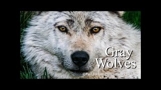 Canada’s Grey Wolves: Ruthless Hunters, Loyal Packs | Wildlife Documentary Watch ‘til the end”