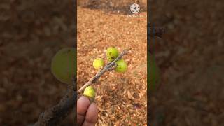 Ficus racemosa fruit | #clusterfig #redriverfig #gular #shortvideo #trending #shortsfeed #viralshort