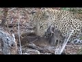 Two Leopards With A Live Bushbuck Fawn (Leopard Family, Part 28)