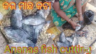 Let's see how to process ananas fish || କଉ ମାଛକୁ କେମିତି ସଫା କରାଯାଏ