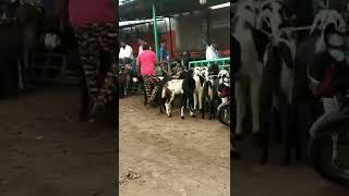 Bakra Mandi in Hyderabad || #Jiyaguda #Mandi.