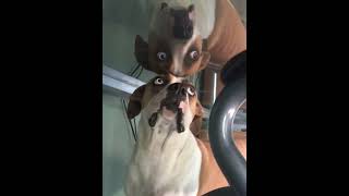 When dog see himself in the mirror for the first time 🤣#dog #funny