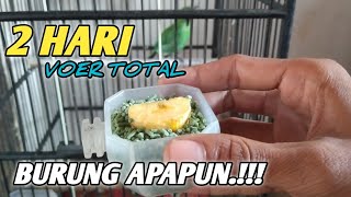 CARA Agar Cucak ijo mini mau makan voer ||Tutorial Paling AMPUH