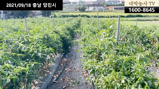 [대박농사TV 85] 9월 1일, 18일 당진시 합덕읍 고추밭 영상입니다. 9월 1일까지 200평에 600주에 고추가루 300근, 건고추 120근 수확하셨다고 합니다.