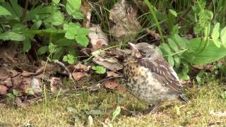 Zzzz... - Räkättirastas (Turdus pilaris), osa 1