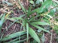 Chamaerops humilis Palm seed sowed directly in ground / Canada