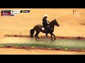 XIV Mundial CABALLOS 61 a 77 meses PASO FINO