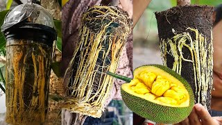 How to Air Layering JackFruit Tree| Smart Way l jackfruit Propagation Education