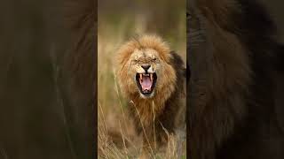 lion roar vs tiger#shorts#viral #yotubeshorts #animals