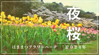 【浜名湖花博2024】はままつフラワーパーク　夜桜　2024年　osmo pocket 3　撮影