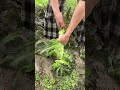 this is the best techniques of farming rural village life satisfying shorts