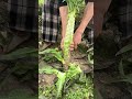 this is the best techniques of farming rural village life satisfying shorts