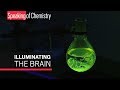 Making glowing molecular tools to peer into the brain — Speaking of Chemistry