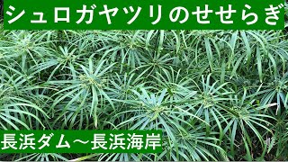 シュロガヤツリのせせらぎ・長浜ダム～長浜海岸（今日の散歩10）