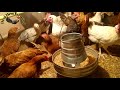 desi murgi feed schedule at home desi hen farming دیسی مرغیوں کو گھر میں کتنی دفعہ خوراک دے