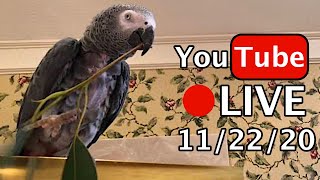 🔴🐦Einstein Parrot LIVE! 11/22/20 Eucalyptus \u0026 Turkey!