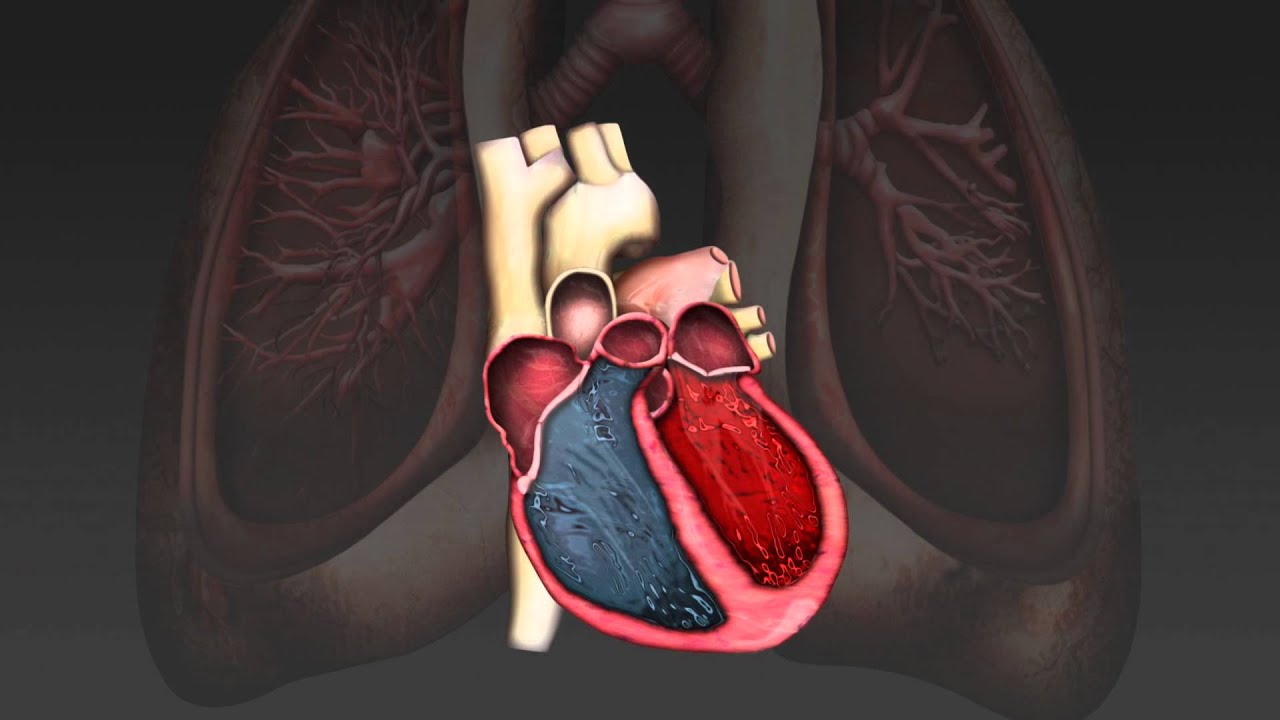 Cardiac Cycle Animation