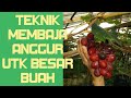 🍇Rahsia2 baja anggur agar buah saiz besar &lebat