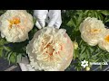 pastelegance peony. Пастелеганс пион. Пулков сад