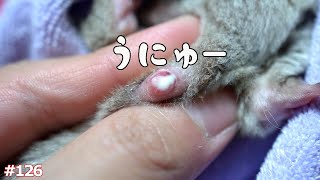 フクロモモンガを飼うにあたって大事なケアです