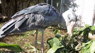 shoebill、ハシビロコウの激しい草むしり