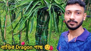 আমার বাড়ির Dragon গাছ | বাড়িতে Dragon গাছ চাষ হয়েছে 🥰