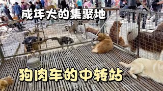 狗市成年犬聚集地，这里的狗卖不掉，就上狗肉车了，好多名贵犬！