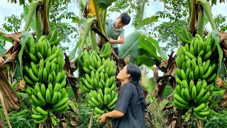 The orphan boy and the mute girl, Harvesting giant banana trees to sell at the market l Life orphan