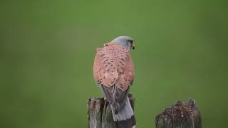 Male common kestrel (Falco tinnunculus) feeding juvenile, France