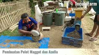 Pembuatan Pelet Maggot dan Azolla untuk Pakan Bebek Pedaging