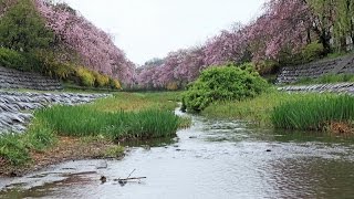 野川　枝垂れ桜   2015