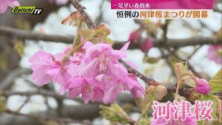 開花やや遅めも　静岡県河津町で恒例「河津桜まつり」開幕