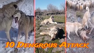 Kangal Dog vs Wolf Fight | 10 Dengrous Attack | Kangal Wolf Killers