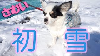 【保護犬日記】初めての雪？！飼い主はしゃぐ。冷たい目線あびる。