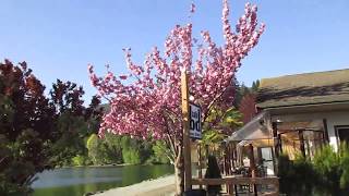 Island of  Palms Exotic Flora in Canada