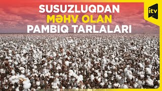 Susuzluqdan məhv olan pambıq tarlaları - suvarma problemi nə ilə bağlıdır?